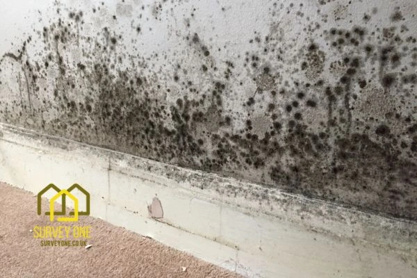 What’s the First Step to Take When You Notice Damp on a Party Wall Wimbledon?